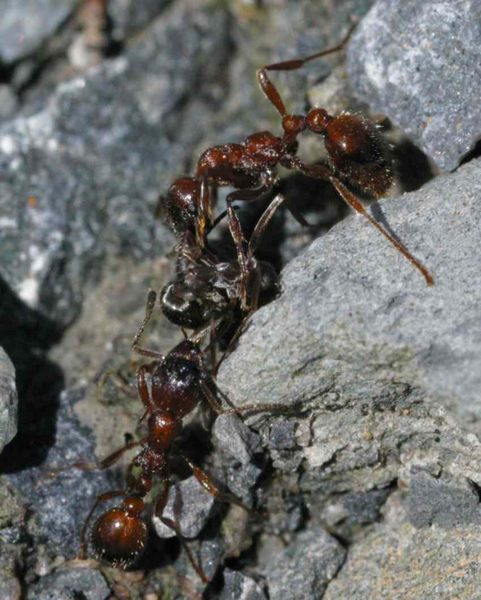 Myrmica rubida