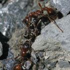 Myrmica rubida