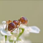 Myrmica rubra