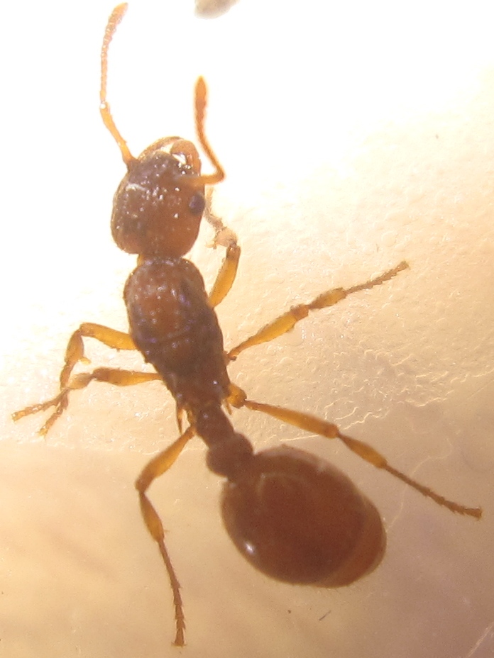 Myrmica sp.