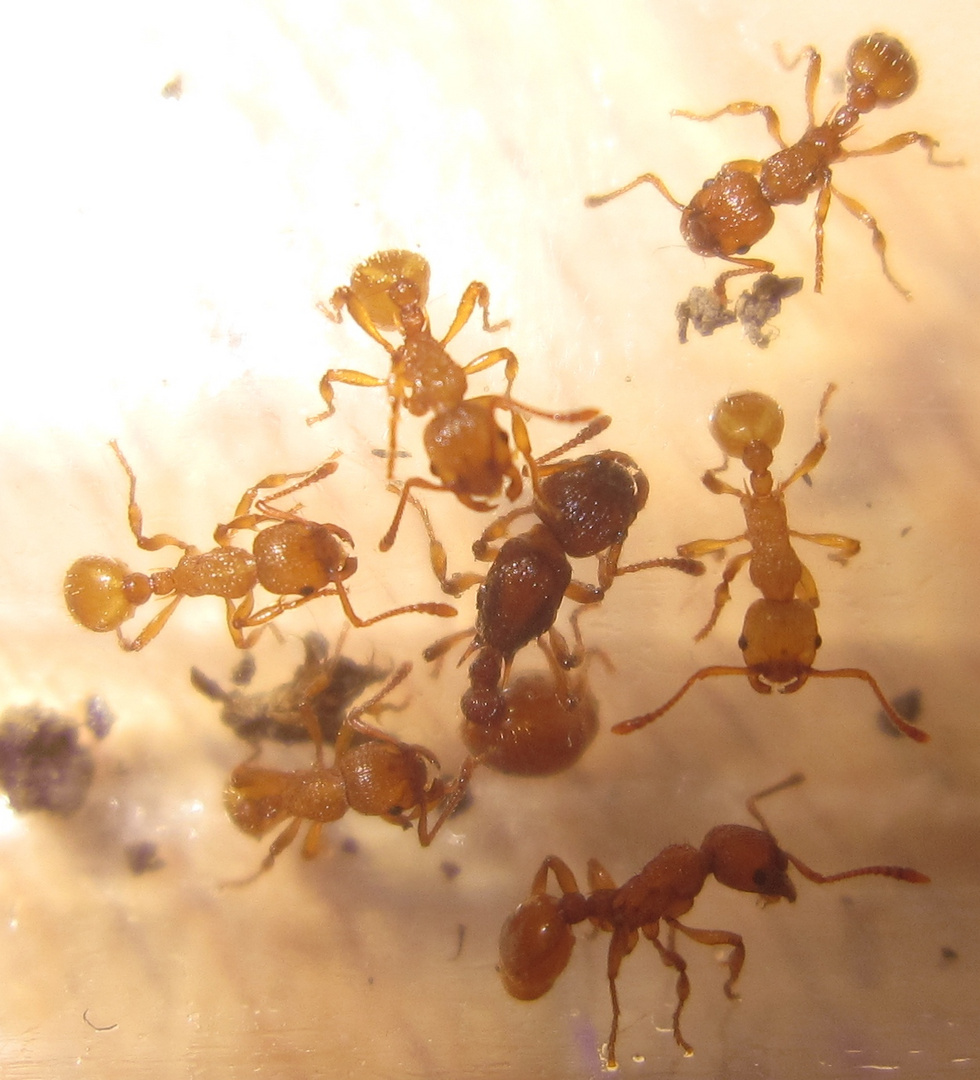 Myrmica sp.- Königin und Arbeiter