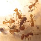 Myrmica sp.- Königin und Arbeiter