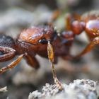 Myrmica spec. macro