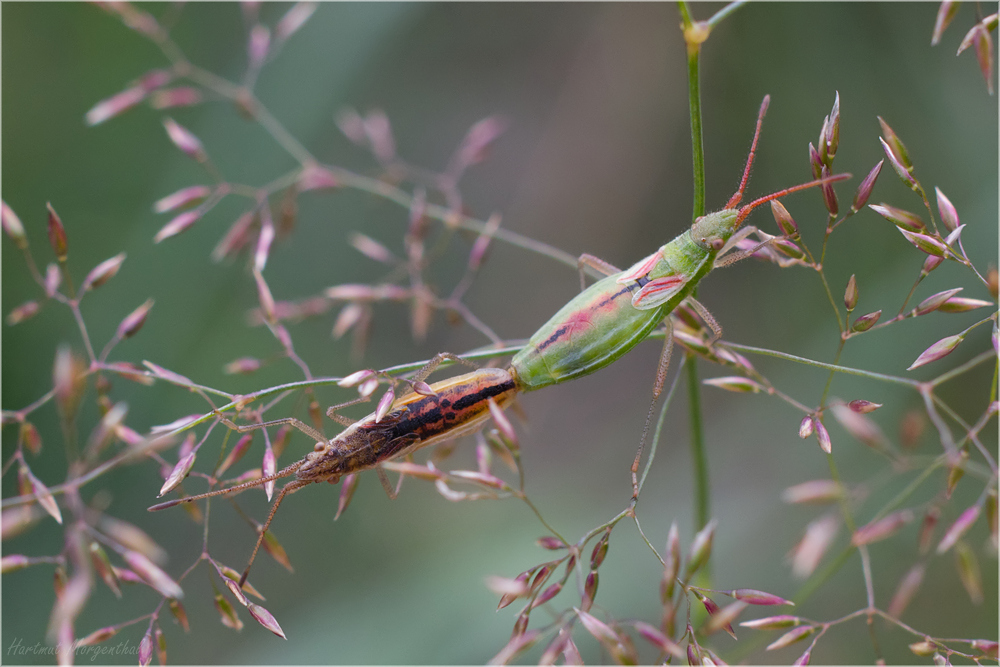 Myrmus miriformis