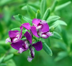 Myrtenblättrige Kreuzblume -Blüten-