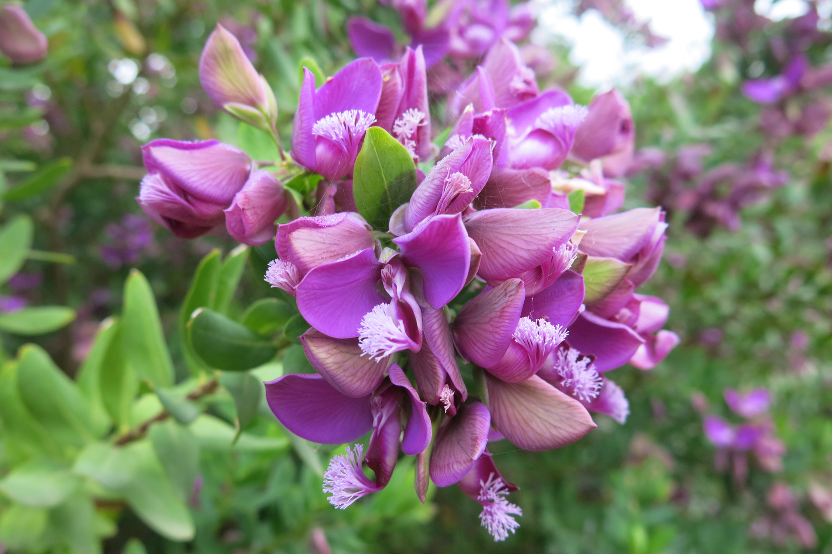 Myrtenblättrige Kreuzblume (Polygala myrtifolia)