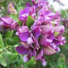 Myrtenblättrige Kreuzblume (Polygala myrtifolia)