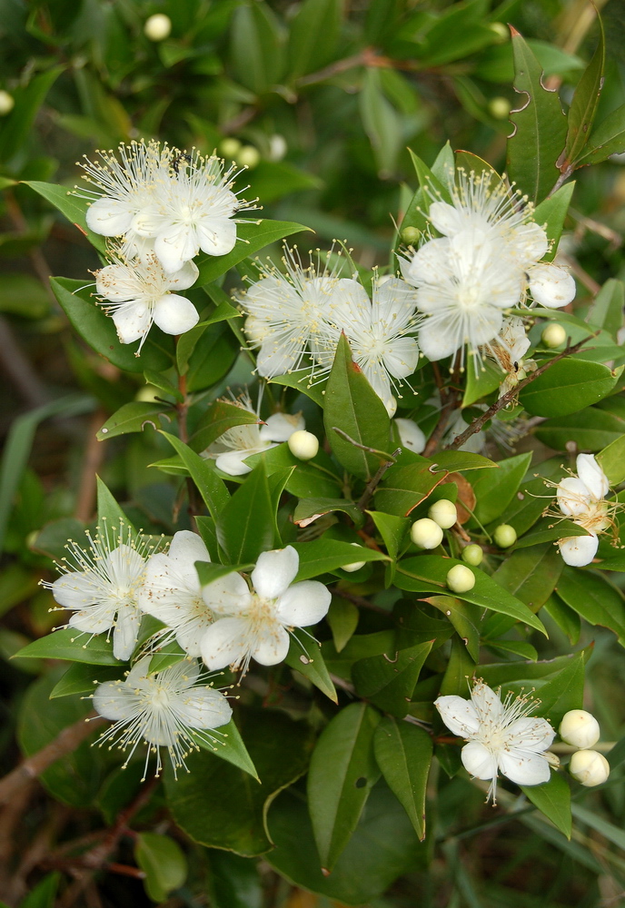 Myrtenblüten