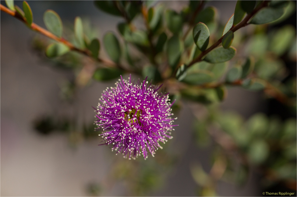 Myrtenheide (Melaleuca nesophila)..