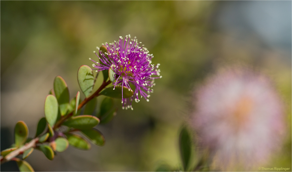 Myrtenheide (Melaleuca nesophila).