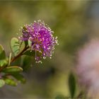 Myrtenheide (Melaleuca nesophila).