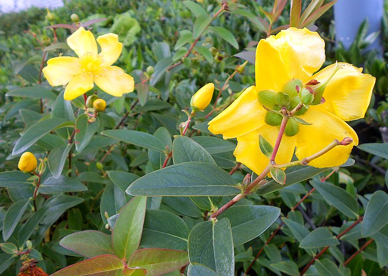 Myrthenblüten im Gespräch