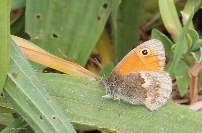 Myrtil - Meadow brown