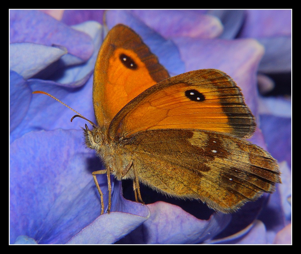 "Myrtil sur fleur d'hortensia "