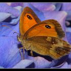 "Myrtil sur fleur d'hortensia "