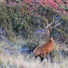 Myrtilles et Rhododendrons