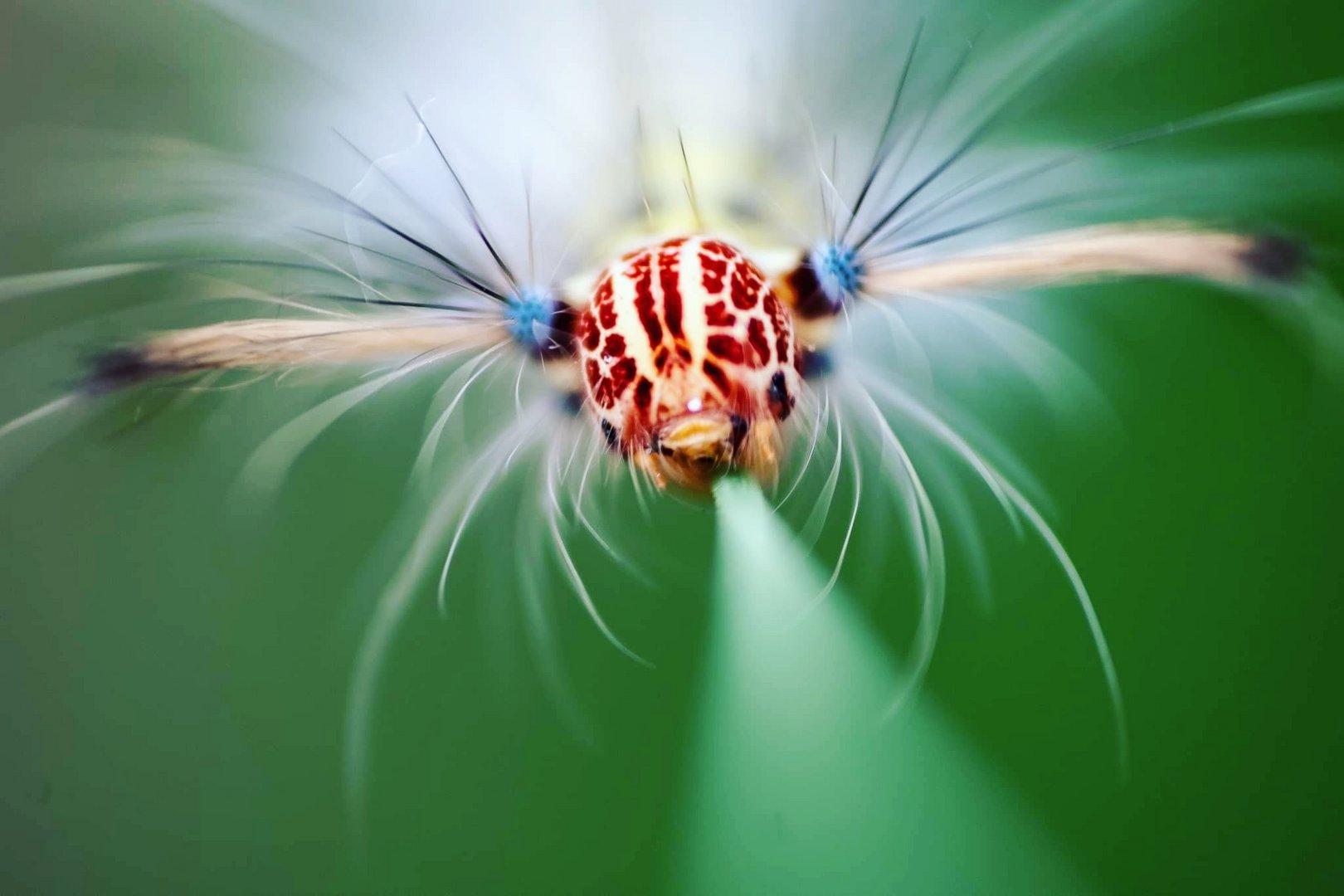 Myrtle Lappet caterpillar