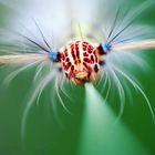 Myrtle Lappet caterpillar