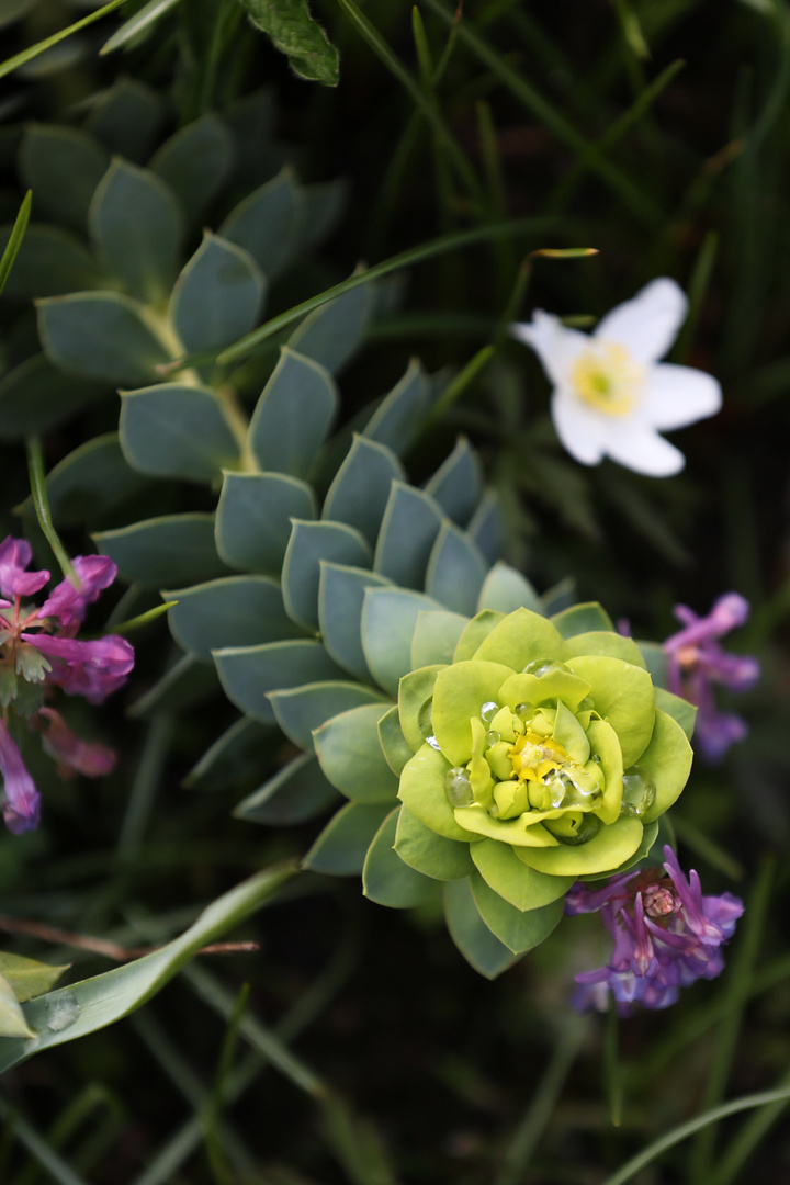 Myrtle Spurge - Walzen-Wolfsmilch - Euphorbia Myrsinites