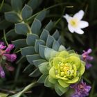 Myrtle Spurge - Walzen-Wolfsmilch - Euphorbia Myrsinites