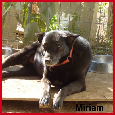 Myryam  en un refugio de perros abandonados en Chile