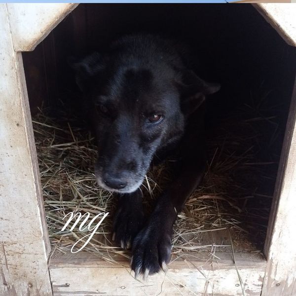 Myryam perrita abandonada en un refugio de perros abandonados Chile