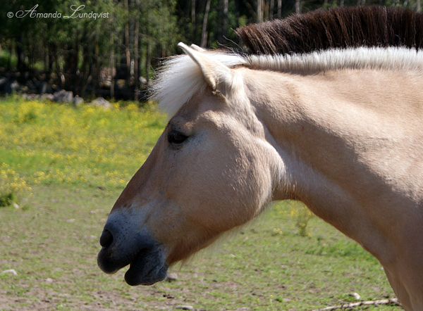 Mysak the fjordhorse