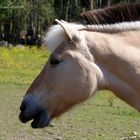 Mysak the fjordhorse