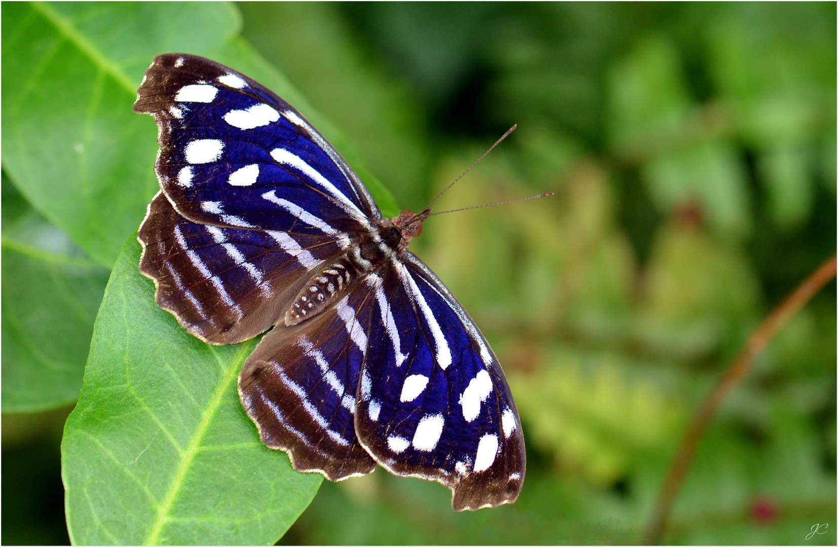 Myscelia cyaniris