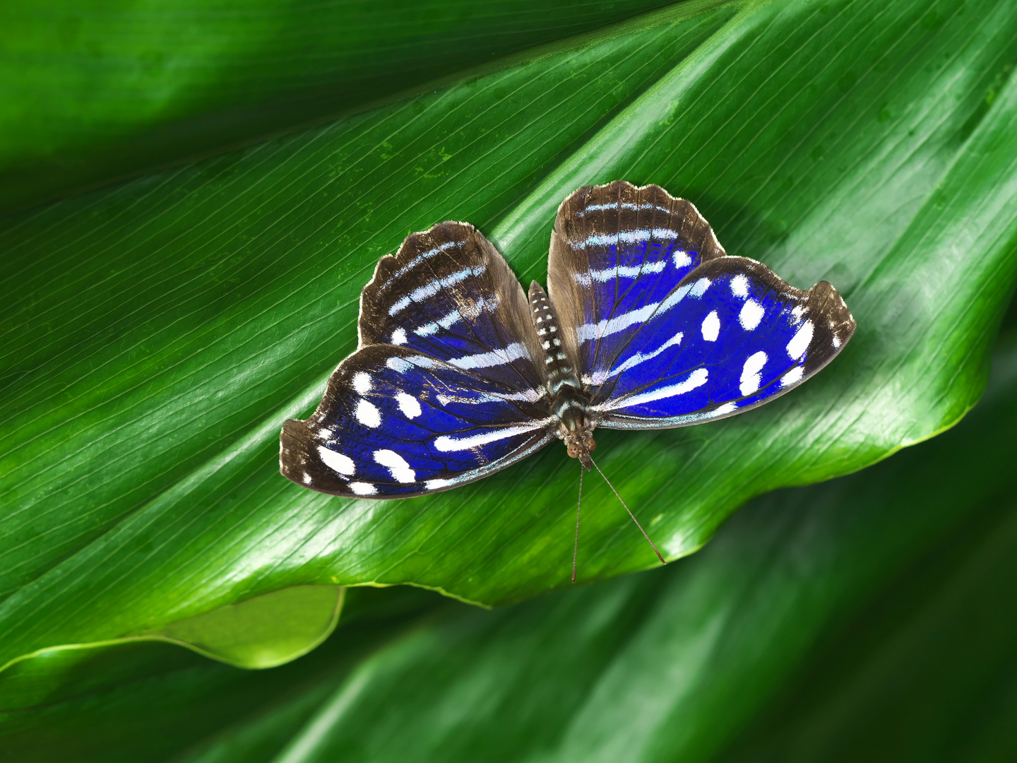 Myscelia cyaniris