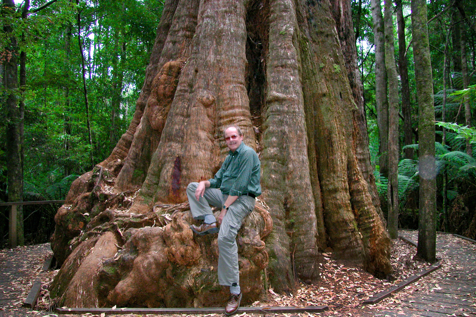 Myself sitting on an old eucalyptus tree