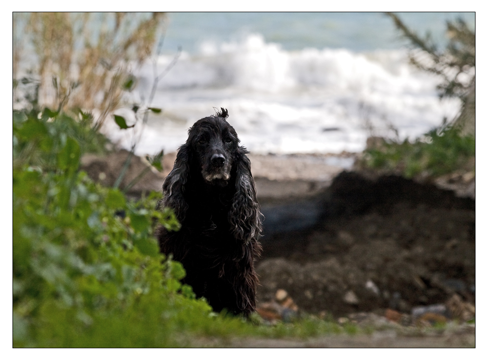 Myself sucht den Schwan, so als Sherlock Holmes (Part 1  von ...)