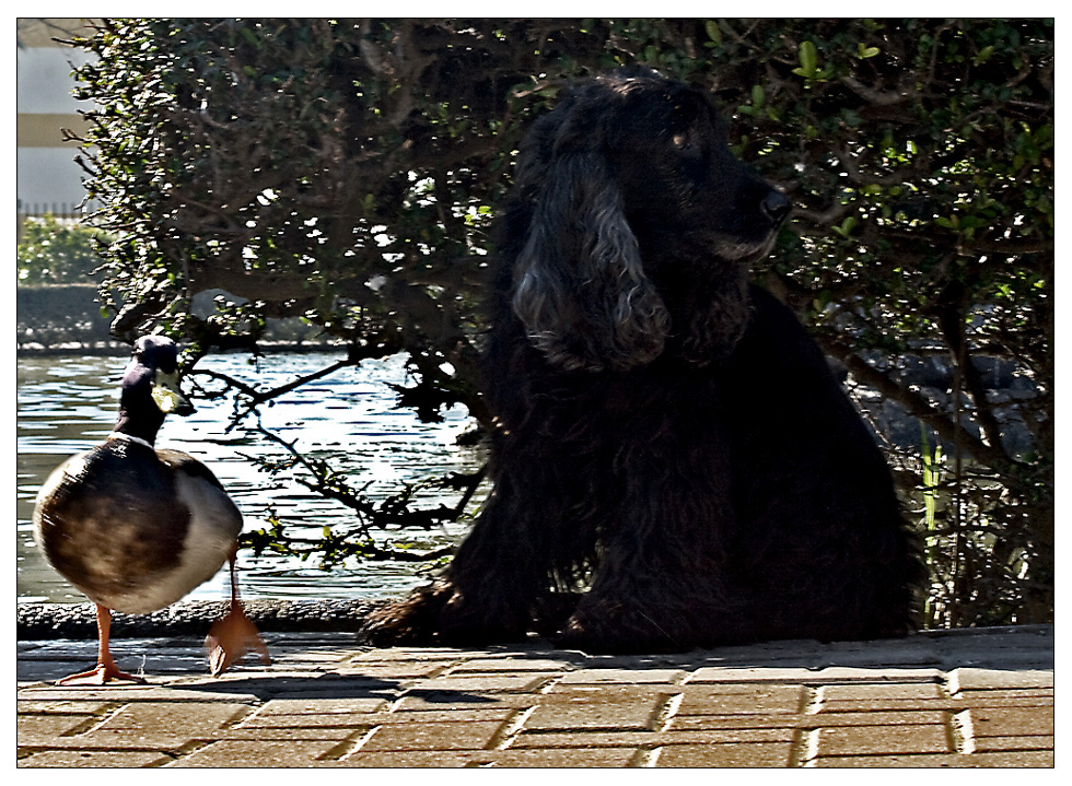 Myself sucht den Schwan, so als Sherlock Holmes (Part 4 von ...)