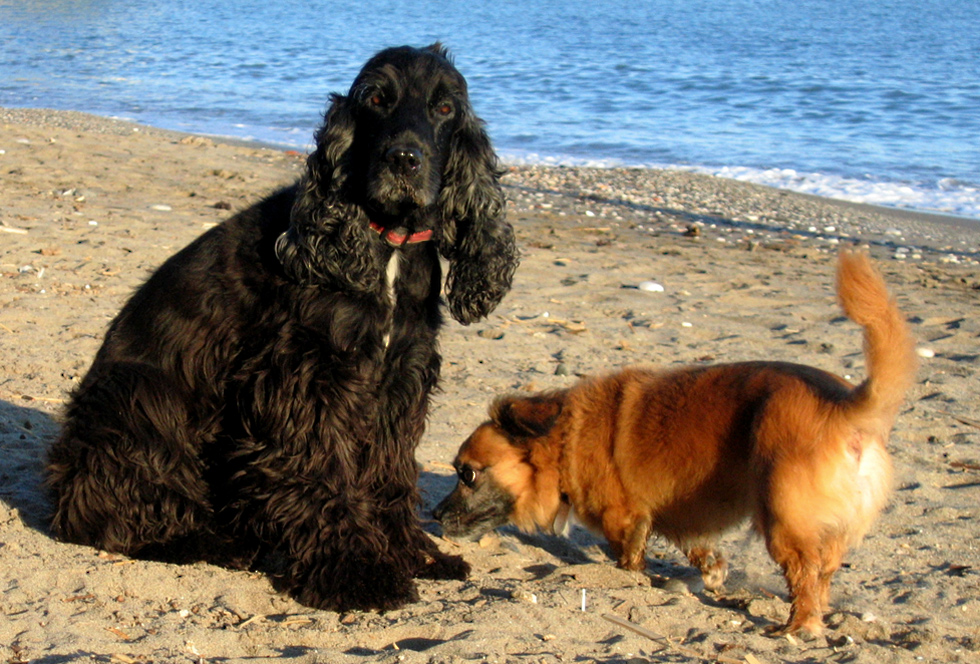 Myself und der Strandagent ...