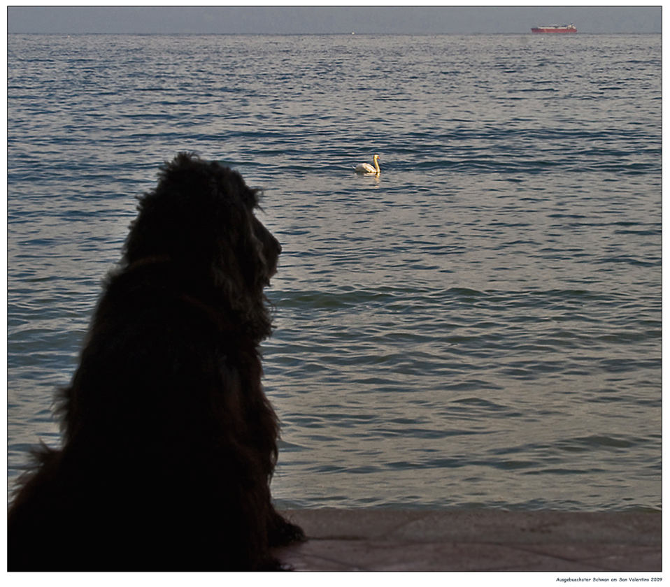 Myself und ein Schwan im Meer 'San Valentino' ...