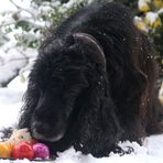 Myself weiss jetzt, warum an Ostern die Eier bunt sind ...