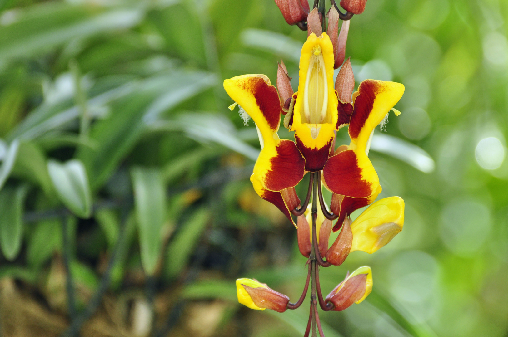 Mysore-Schlinga, Himmelsblume