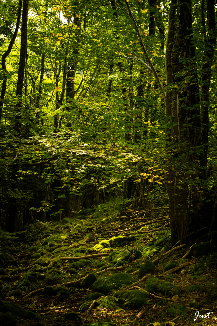 Mystérieuse forêt...