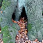 Mysteriöse Höhle in der Baumwurzel