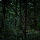 Mysteriöse Spuren im Wald