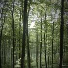 mysteriöse Stimmung im Laubwald