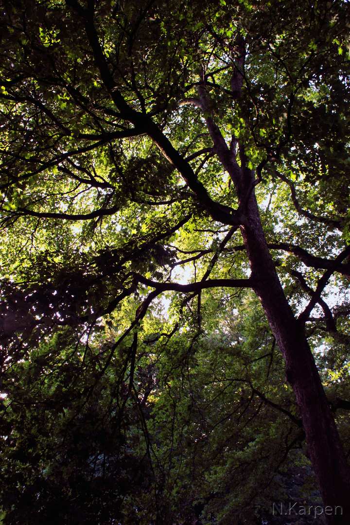 Mysteriöser Baum