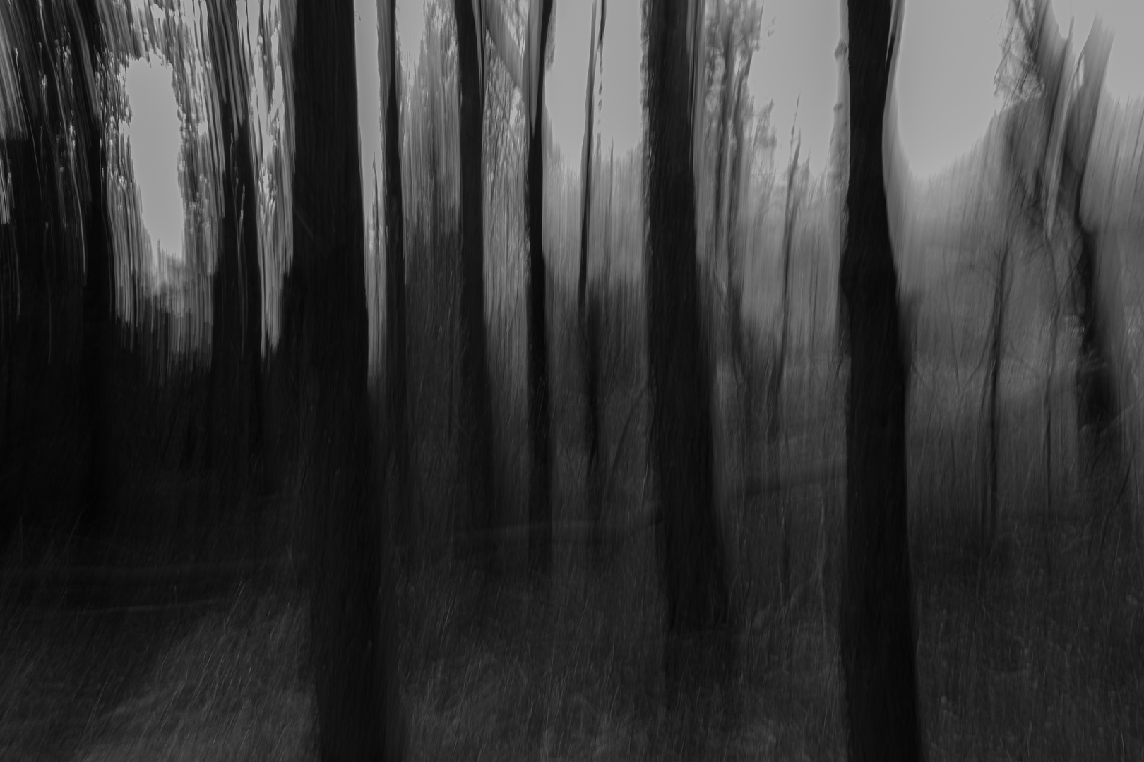 Mysteriöser Wald