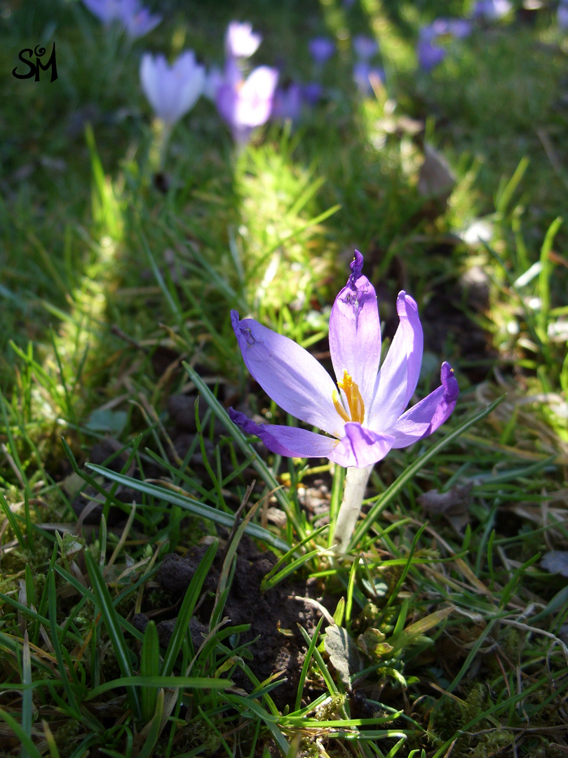 mysteriöses Krokus