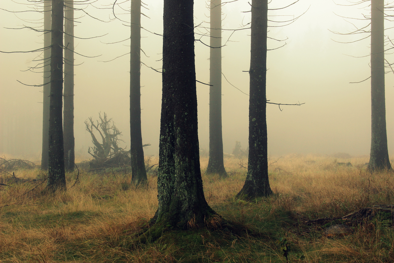 ~ Mysterious autumn forest ~