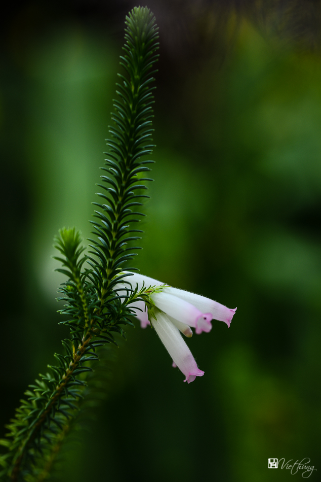 Mysterious beauty