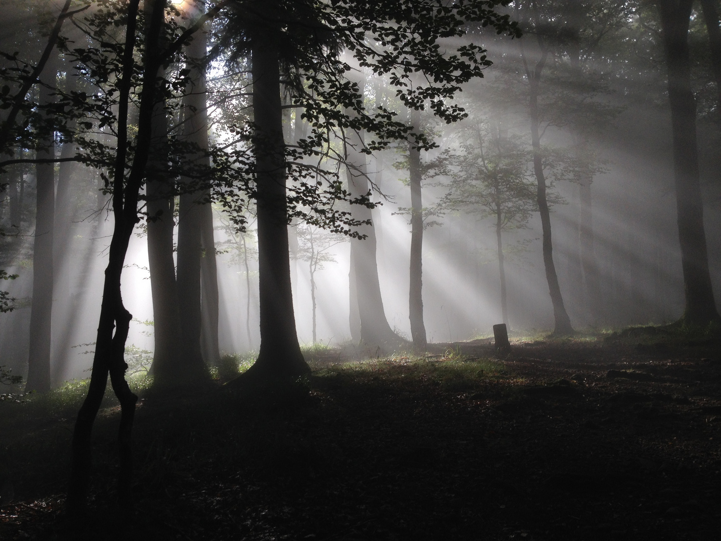 Mysterious Black Forest