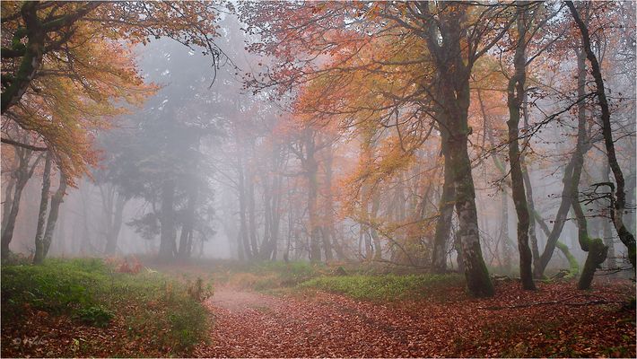 Mysterious forest (10)