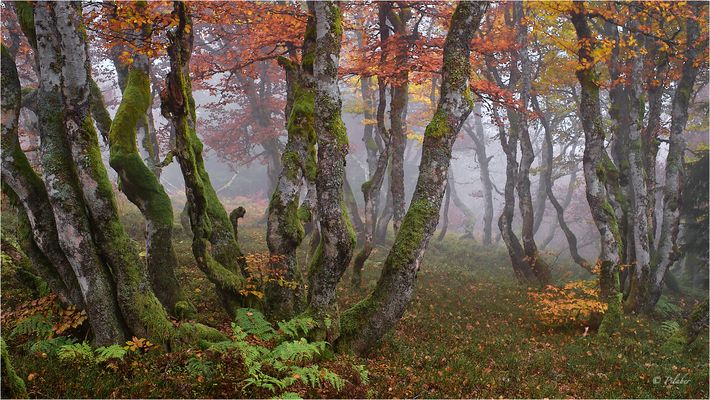 Mysterious forest (11)