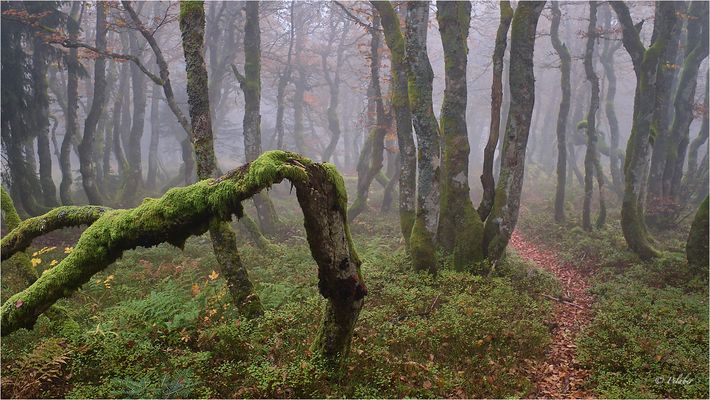 Mysterious forest (12)